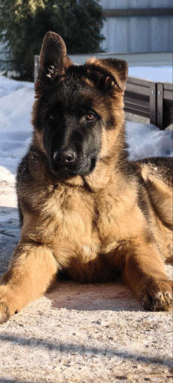 Собаки в Москве: Щенки немецкой овчарки Мальчик, 55 000 руб. - фото 5