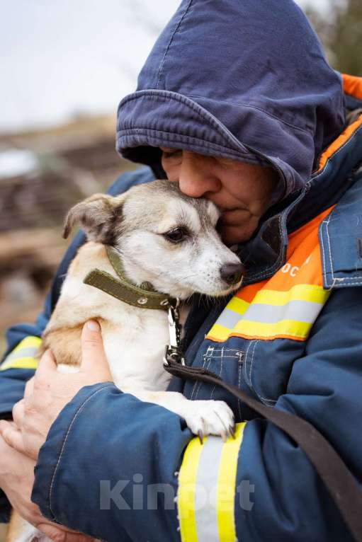 Собаки в Москве: Малышка из приюта в добрые руки Девочка, Бесплатно - фото 2