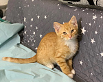 Кошки в Санкт-Петербурге: Котенок Мальчик, Бесплатно - фото 3