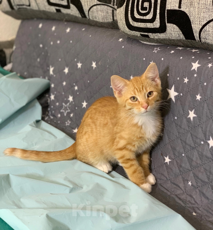 Кошки в Санкт-Петербурге: Котенок Мальчик, Бесплатно - фото 3