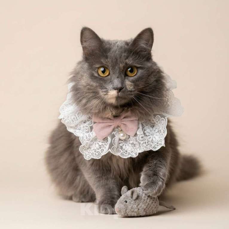 Кошки в Москве: кошка Хлоя в добрые руки Девочка, Бесплатно - фото 1