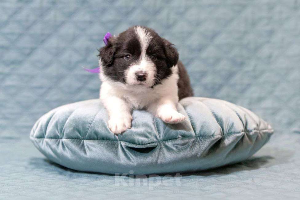 Собаки в Москве: Идеальный щеночек бордер-колли Мальчик, Бесплатно - фото 7