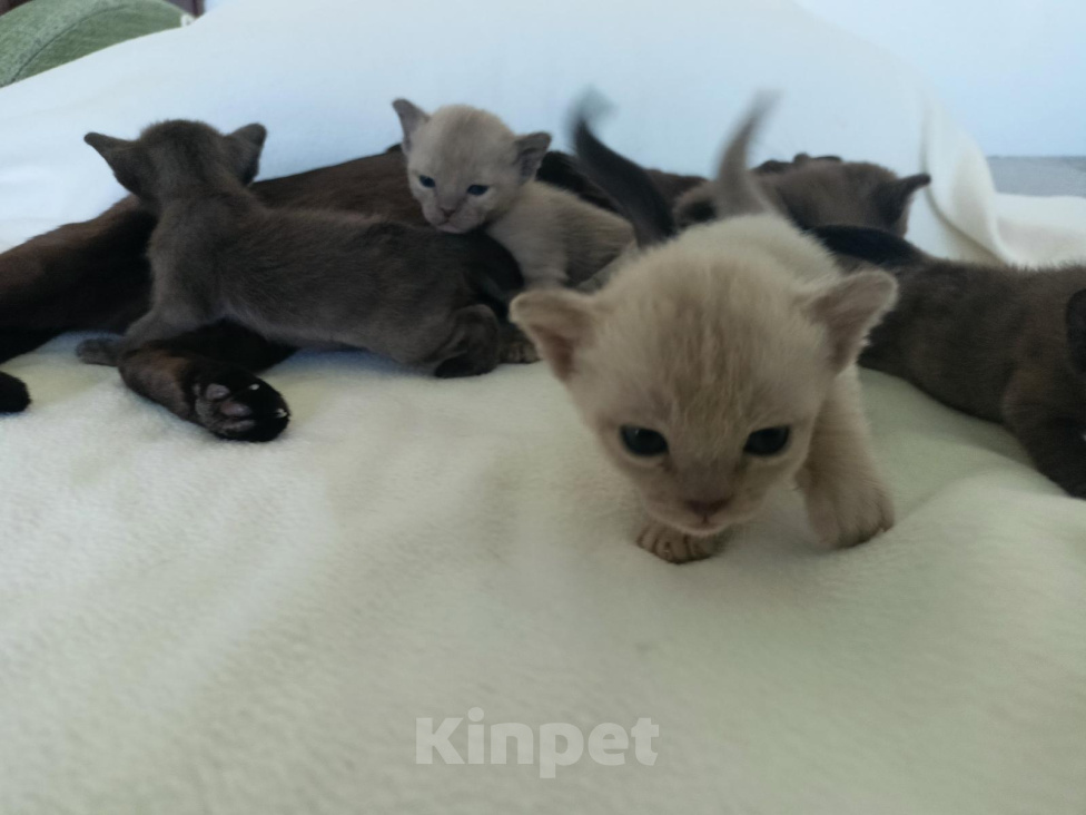 Кошки в Нижнем Новгороде: Котята европейской бурмы Разнополые, Бесплатно - фото 5