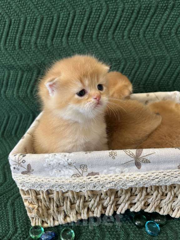Кошки в Липецке: Шотландские котята  Мальчик, 18 000 руб. - фото 4