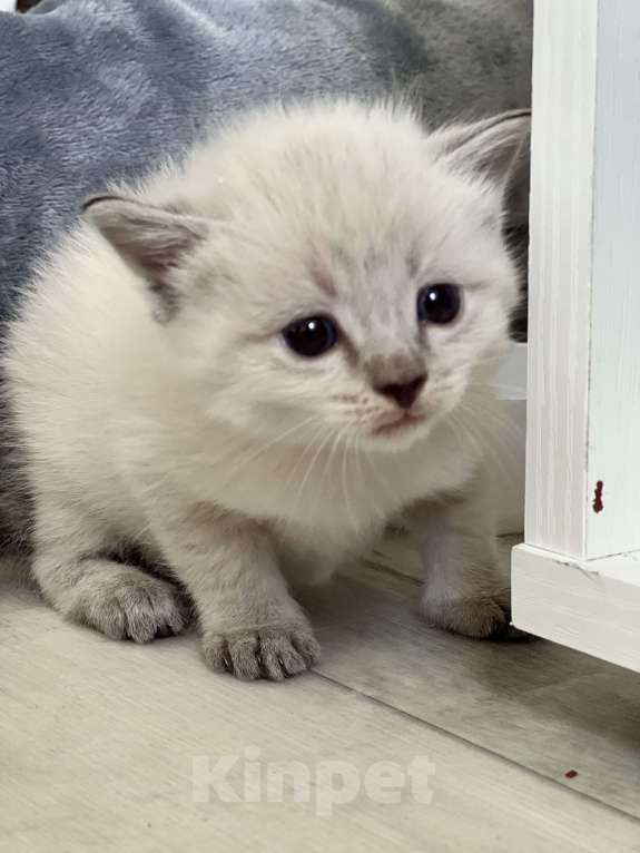 Кошки в Пензе: Беленькая красавица Девочка, Бесплатно - фото 2