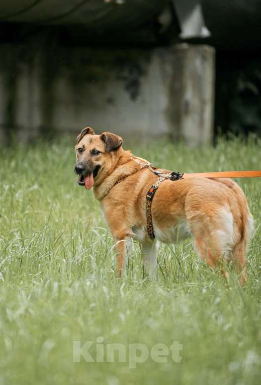 Собаки в Москве: Трепетная и камерная собака Манюня  Девочка, Бесплатно - фото 4