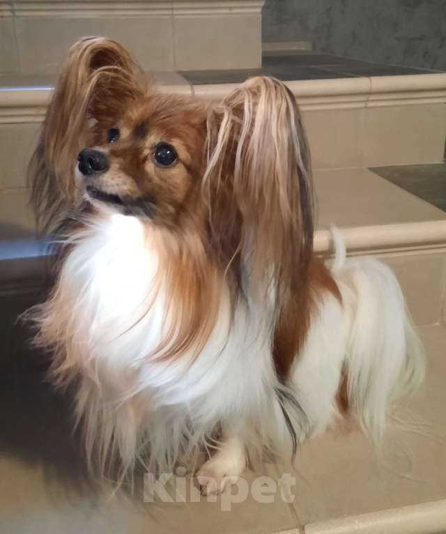 Собаки в Новокубанске: Щенок Папийона Девочка, 35 000 руб. - фото 7