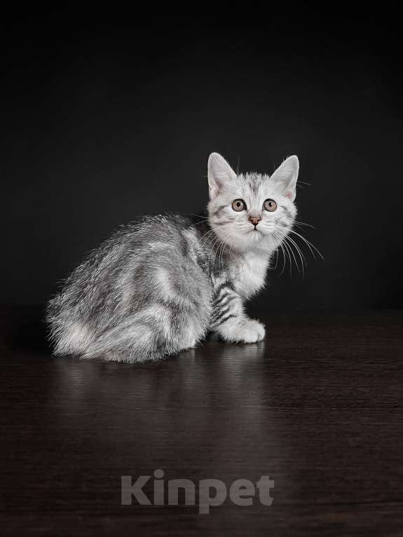 Кошки в Москве: Котята курильского бобтейла короткошерстные  Девочка, Бесплатно - фото 4