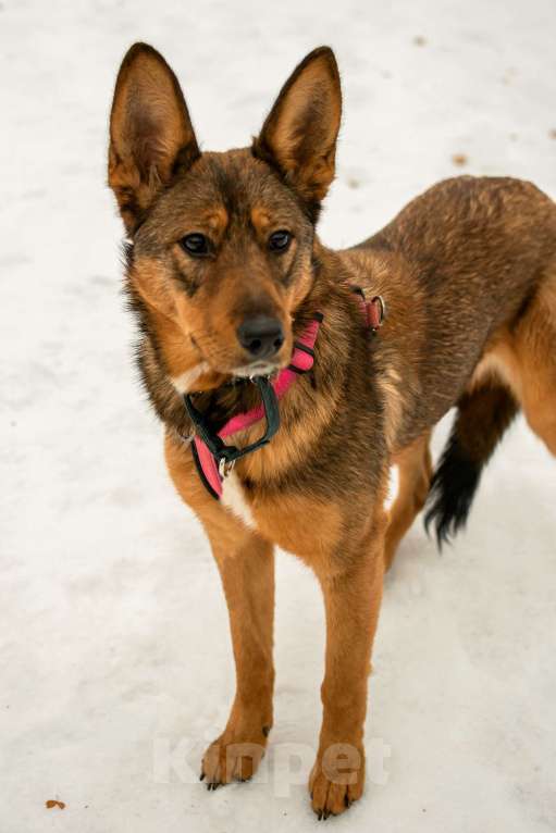 Собаки в Москве: Тыковка Девочка, Бесплатно - фото 3