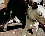 Собаки в Тюмени: Ищем самые добрые руки Мальчик, 1 руб. - фото 2