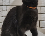Кошки в Энгельс: Котенок мейн кун Мальчик, 45 000 руб. - фото 2