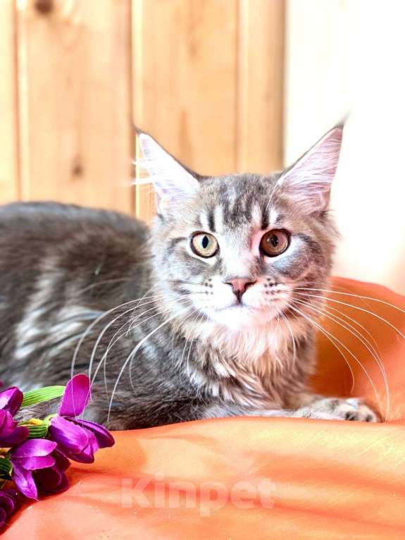 Кошки в Челябинске: 🔥🔥🔥 КОТЕНОК МЕЙН-КУН ДЕВОЧКА Девочка, Бесплатно - фото 2