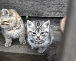 Кошки в Омске: Котята в добрые руки Мальчик, Бесплатно - фото 3