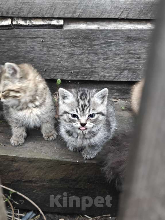 Кошки в Омске: Котята в добрые руки Мальчик, Бесплатно - фото 3