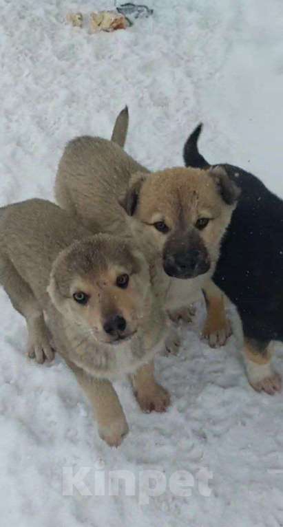 Собаки в Москве: в добрые руки Мальчик, Бесплатно - фото 6