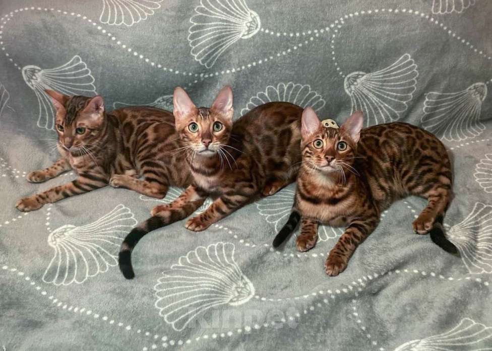 Кошки в Санкт-Петербурге: Бенгальский котенок, с документами Девочка, 30 000 руб. - фото 4