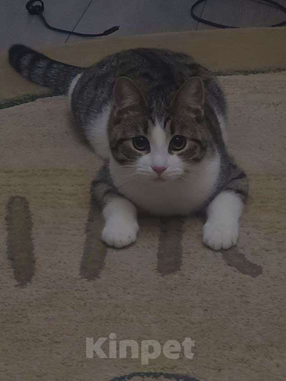 Кошки в Москве: Кошечка Луна Девочка, Бесплатно - фото 2