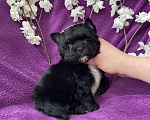 Собаки в Москве: Чёрный йорк мальчик бэби фейс Мальчик, 80 000 руб. - фото 2