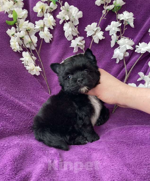 Собаки в Москве: Чёрный йорк мальчик бэби фейс Мальчик, 80 000 руб. - фото 2