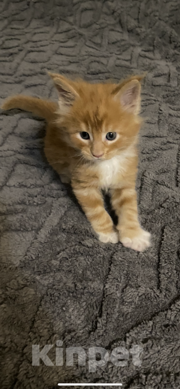 Кошки в Долгопрудном: Рыжий красавчик  Мальчик, 30 000 руб. - фото 2