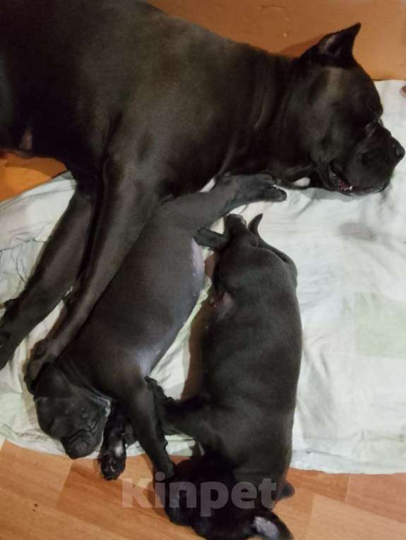 Собаки в других городах Ростовской области: Ищет семью Девочка, 25 000 руб. - фото 6