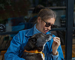 Собаки в Санкт-Петербурге: Иви ищет дом Девочка, Бесплатно - фото 7