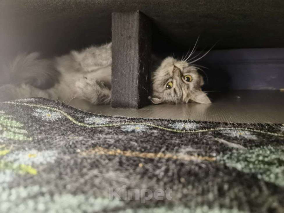 Кошки в Москве: Чудесная, спокойная девчуля грустит и ждет своего человека.  Девочка, Бесплатно - фото 6