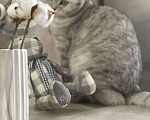 Кошки в Перми: Шотландская вислоухая кошечка Симона  Девочка, 100 руб. - фото 1