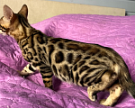 Кошки в Москве: Бенгальский котенок Мальчик, 15 000 руб. - фото 2