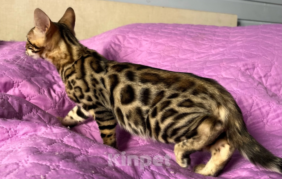 Кошки в Москве: Бенгальский котенок Мальчик, 15 000 руб. - фото 2