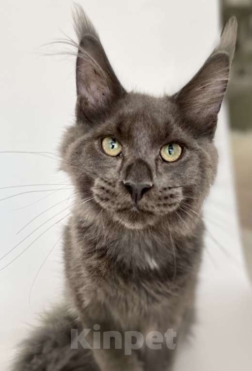 Кошки в Чайковском: кот мейн кун  MCO окрас - Имхо as 09 голубой дымчатый с белым.  Мальчик, 55 000 руб. - фото 7