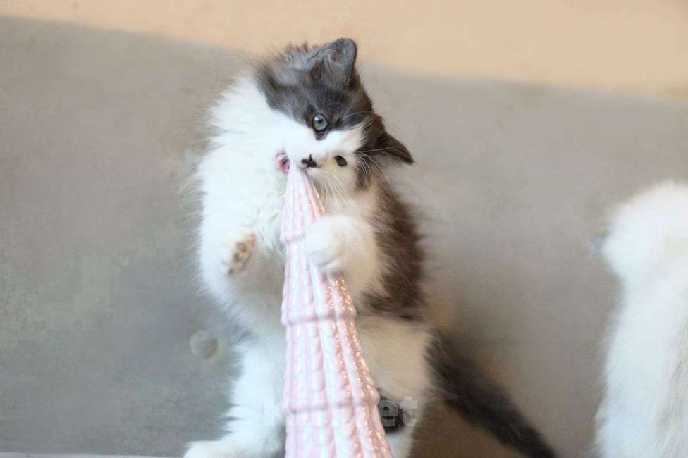 Кошки в Санкт-Петербурге: сибирский котенок с документами Мальчик, 30 000 руб. - фото 5