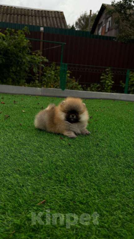 Собаки в Лобне: Малышка Девочка, Бесплатно - фото 4