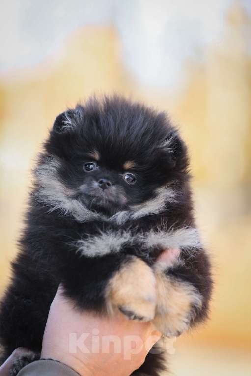 Собаки в Узловой: Девочка померанского шпица Девочка, 50 000 руб. - фото 5