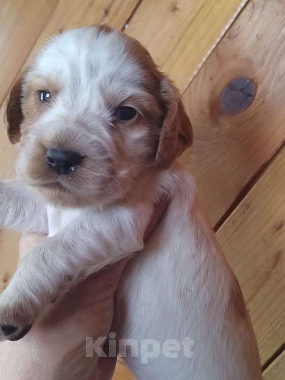 Собаки в Москве: Русский охотничий спаниель Девочка, 35 000 руб. - фото 6