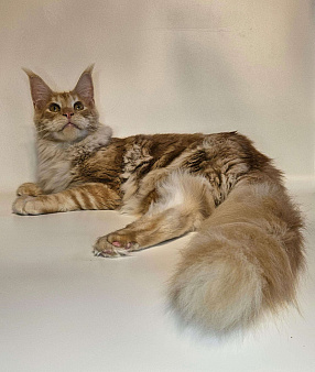 Котик красное серебро