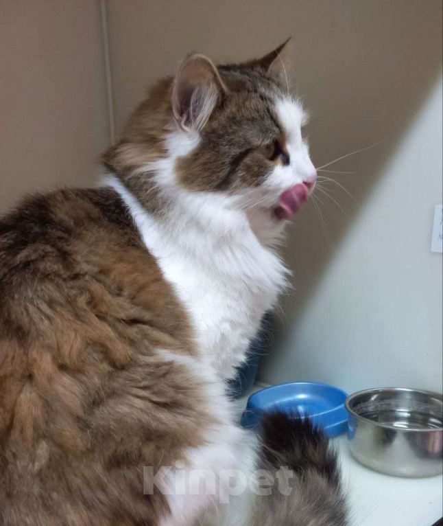 Кошки в Москве: Пушистый Пух желает познакомиться Мальчик, Бесплатно - фото 3