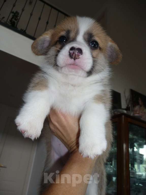 Собаки в других городах Краснодарского края: Вельш Корги Пемброк, щенок 3 Девочка, Бесплатно - фото 1