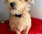 Собаки в Ростове-на-Дону: Знакомьтесь, красавец Марик!🐶 Мальчик, Бесплатно - фото 2