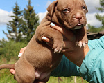 Собаки в Екатеринбурге: Американский булли XL Девочка, 170 000 руб. - фото 2