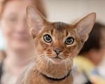 Кошки в Старом Купавне: Котик дикого окраса Мальчик, 50 000 руб. - фото 1