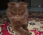 Кошки в Кстово: Кот вязка, 1 000 руб. - фото 10