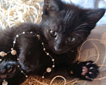 Кошки в Москве: Черный котик Лаки, 2 мес, снимет негатив и принесет благополучие в дом Мальчик, Бесплатно - фото 6