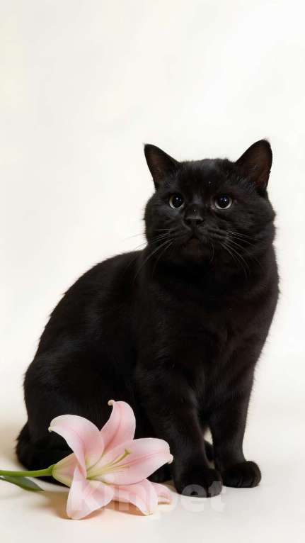 Кошки в Ростове-на-Дону: Самый добрый на свете котик Сириус ищет дом и доброе сердце! Мальчик, Бесплатно - фото 2