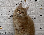 Кошки в Новосибирске: Котята-апельсинчики Девочка, 30 000 руб. - фото 4