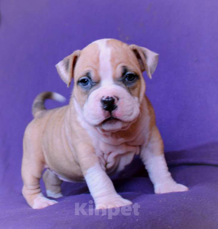 Собаки в Москве: Дети-булли Разнополые, 70 000 руб. - фото 4