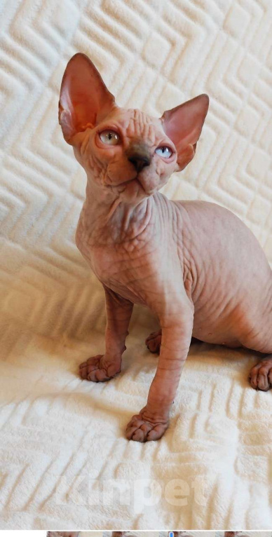 Кошки в Москве: Котёнок канадского сфинкса Мальчик, 35 000 руб. - фото 2