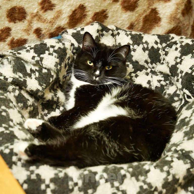 Кошки в Москве: Нужен дом для кошечки Кармы, в добрые руки  Девочка, Бесплатно - фото 4