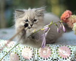 Кошки в Санкт-Петербурге: невские маскарадные котята девочки Девочка, Бесплатно - фото 5