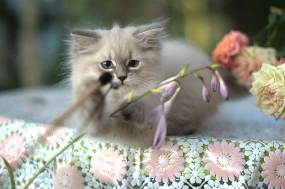 Кошки в Санкт-Петербурге: невские маскарадные котята девочки Девочка, Бесплатно - фото 5